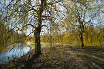 Willow at spring