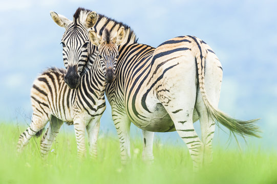 Burchelles Zebra foal nuzzles against its mother