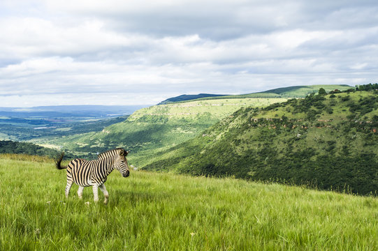 Burchelles Zebra stallion rolling green landscape