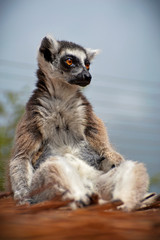 Sitting Lemur