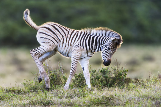 Newly born Burchells Zebra foal running playfully