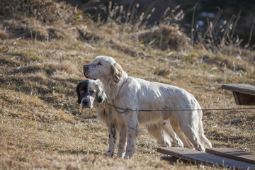 Obraz premium two splendid specimens of setter, a type of gundog used for hunting.