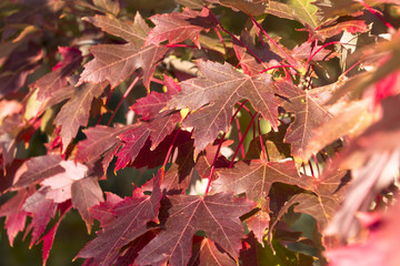 Leaves on a maple tree changing to a reddish color in Autumn