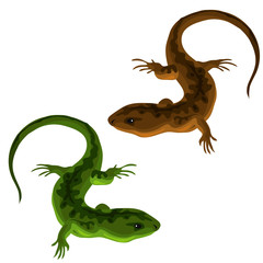 Green and brown lizards on a white background
