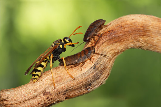 closeup two little nymphs of madagascar cockroache  and wasp (polistes dominula) on branch on green leaves background. animal humor