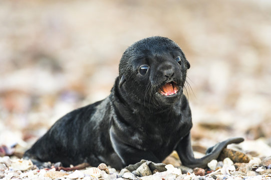 Newly born Cape Fur Seal pup