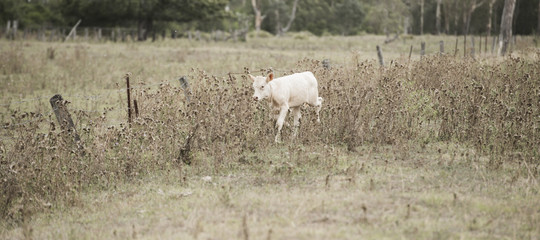 Cow in the paddock during the day