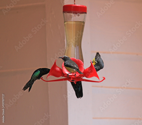 3 Colibris Au Repas Photo Libre De Droits Sur La Banque D