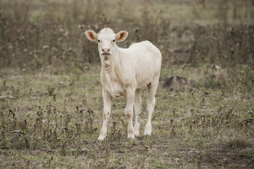 Cow in the paddock during the day