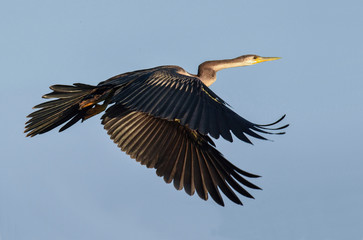 African snake bird in flight