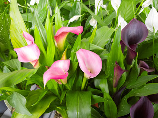 Pink flowers callas.