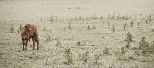 Cow in the paddock during the day