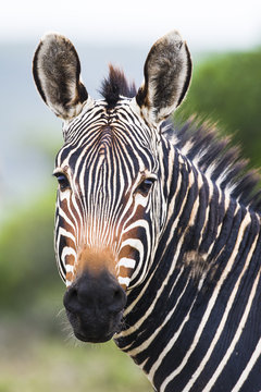 Close up of cape mountain zebra stallion, Western Cape, South Africa