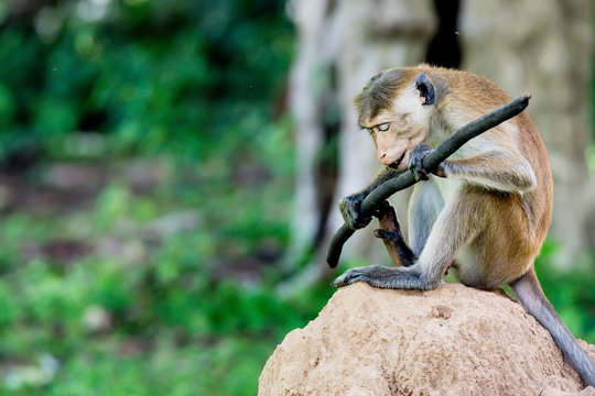 Serious monkey holding stick