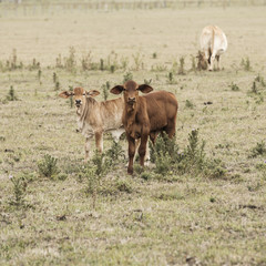Cows in the paddock during the day