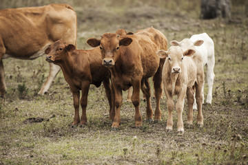 Cows in the paddock during the day