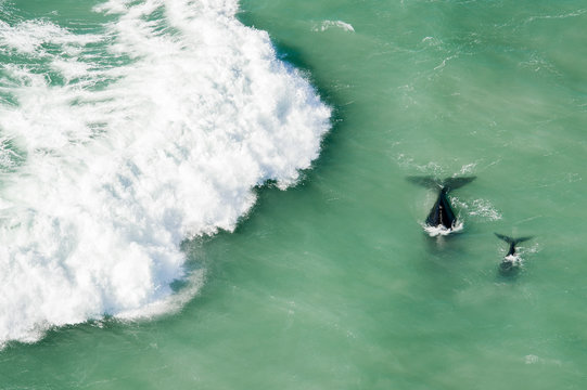 Southern right whale calf and adult swim in sea, Western Cape, South Africa
