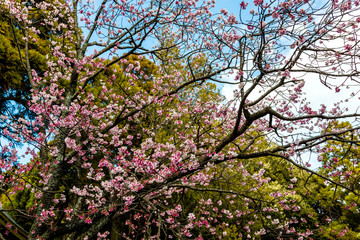 Fototapeta premium 寒緋桜