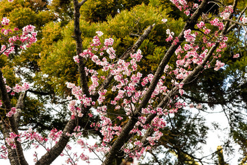 寒緋桜