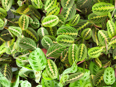 Maranta.