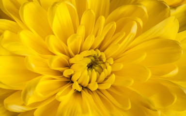 Yellow chrysanthemums wallpaper, macro image