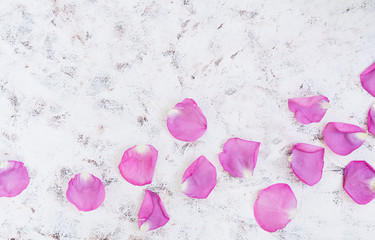 Rose petals on white background. Top view.