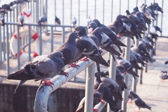 group of pigeons on the pier along the river
