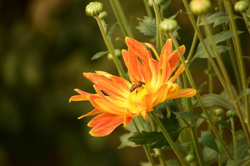 Honeybee collecting nectar