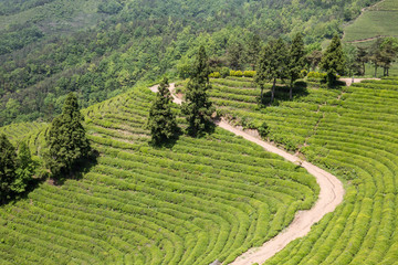 녹차밭 풍경