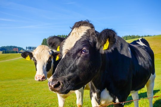 Schokoladenseite einer Kuh