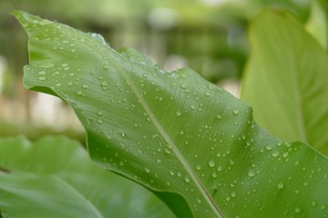 Large Leaf & Water Droplets