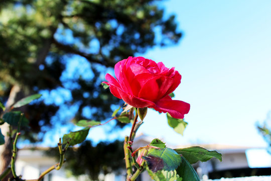  bright red rose grawing in the garden