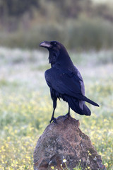 Common raven. crow. Corvus corax