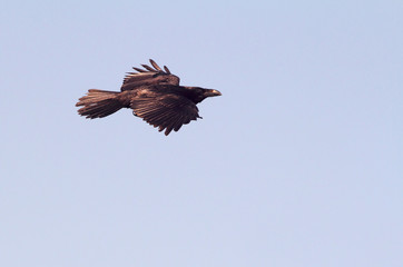 Common raven flying. crow. Corvus corax