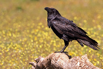 Common raven. Corvus corax