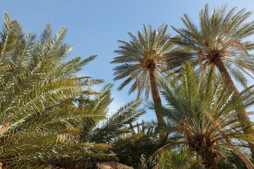 Date Palm Treetops