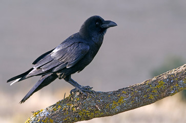 Fototapeta premium Common raven. Corvus corax