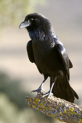 Common raven. crow. Corvus corax