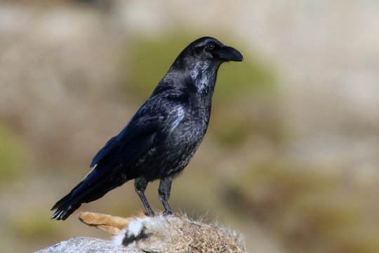 Common raven. crow. Corvus corax