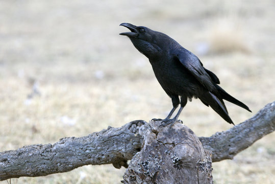  Common raven. Corvus corax