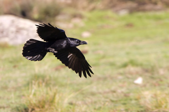 Common raven flying. crow. Corvus corax