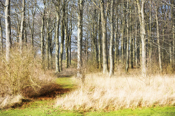 Forest, Thin Trees, Tall Light Grass