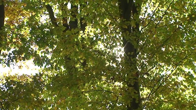 Die Sonne blinzelt durch den herbstlichen Wald und der Wind weht Bl&auml;tter von den B&auml;umen