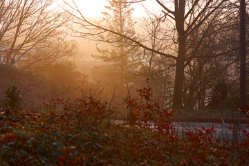 Looking through foliage January foggy dawn