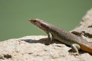 Lizard 
