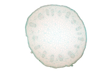 Stem typical Monocot and Dicot under a microscope.