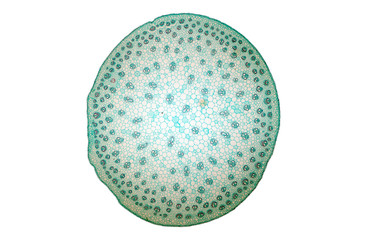 Stem typical Monocot and Dicot under a microscope.