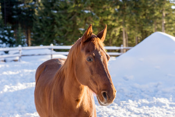Obraz na płótnie Canvas Portrait of a handsome stallion horse in winter outdoors