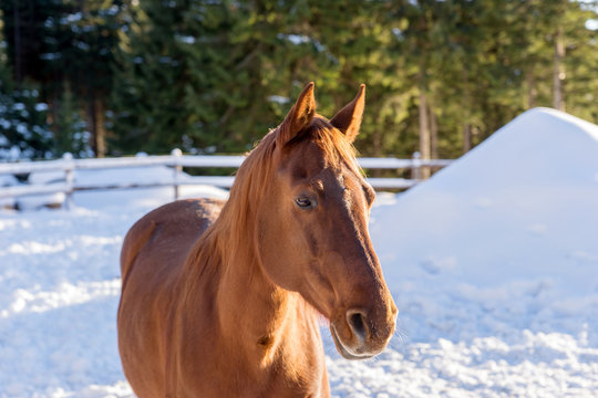 Portrait of a handsome stallion horse in winter outdoors
