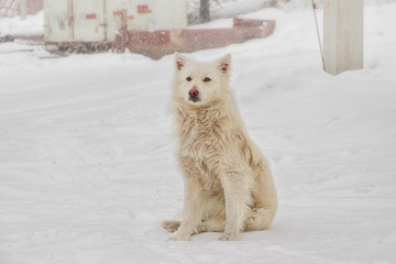 Obraz na płótnie Canvas Lonely dog/A lone dog, snowstorm, Altai Mountains, Russia